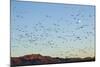 Snow Geese, Bosque Del Apache, New Mexico-Paul Souders-Mounted Photographic Print