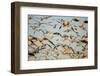 Snow Geese, Bosque Del Apache, New Mexico-Paul Souders-Framed Photographic Print