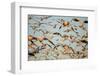 Snow Geese, Bosque Del Apache, New Mexico-Paul Souders-Framed Photographic Print