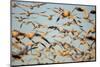 Snow Geese, Bosque Del Apache, New Mexico-Paul Souders-Mounted Photographic Print