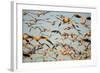 Snow Geese, Bosque Del Apache, New Mexico-Paul Souders-Framed Photographic Print