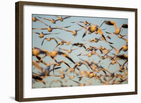 Snow Geese, Bosque Del Apache, New Mexico-Paul Souders-Framed Photographic Print