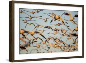 Snow Geese, Bosque Del Apache, New Mexico-Paul Souders-Framed Photographic Print