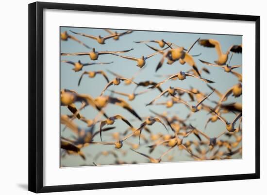 Snow Geese, Bosque Del Apache, New Mexico-Paul Souders-Framed Photographic Print