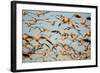 Snow Geese, Bosque Del Apache, New Mexico-Paul Souders-Framed Photographic Print