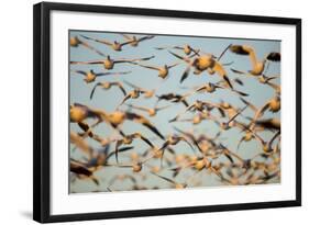 Snow Geese, Bosque Del Apache, New Mexico-Paul Souders-Framed Photographic Print