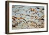 Snow Geese, Bosque Del Apache, New Mexico-Paul Souders-Framed Photographic Print