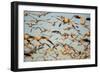 Snow Geese, Bosque Del Apache, New Mexico-Paul Souders-Framed Photographic Print