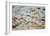 Snow Geese, Bosque Del Apache, New Mexico-Paul Souders-Framed Photographic Print