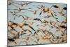 Snow Geese, Bosque Del Apache, New Mexico-Paul Souders-Mounted Photographic Print