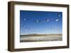 Snow Geese, Bosque Del Apache, New Mexico-Paul Souders-Framed Photographic Print