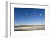 Snow Geese, Bosque Del Apache, New Mexico-Paul Souders-Framed Photographic Print