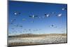 Snow Geese, Bosque Del Apache, New Mexico-Paul Souders-Mounted Photographic Print