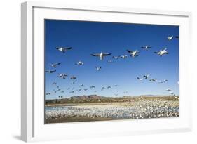 Snow Geese, Bosque Del Apache, New Mexico-Paul Souders-Framed Photographic Print