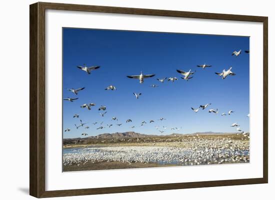 Snow Geese, Bosque Del Apache, New Mexico-Paul Souders-Framed Photographic Print