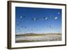 Snow Geese, Bosque Del Apache, New Mexico-Paul Souders-Framed Photographic Print