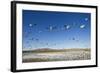 Snow Geese, Bosque Del Apache, New Mexico-Paul Souders-Framed Photographic Print