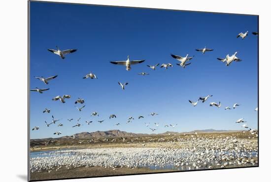 Snow Geese, Bosque Del Apache, New Mexico-Paul Souders-Mounted Photographic Print