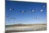 Snow Geese, Bosque Del Apache, New Mexico-Paul Souders-Mounted Photographic Print