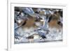 Snow Geese, Bosque Del Apache, New Mexico-Paul Souders-Framed Photographic Print