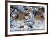 Snow Geese, Bosque Del Apache, New Mexico-Paul Souders-Framed Photographic Print