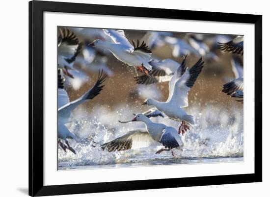 Snow Geese, Bosque Del Apache, New Mexico-Paul Souders-Framed Photographic Print