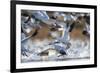 Snow Geese, Bosque Del Apache, New Mexico-Paul Souders-Framed Photographic Print