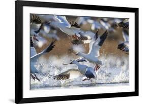 Snow Geese, Bosque Del Apache, New Mexico-Paul Souders-Framed Photographic Print