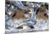 Snow Geese, Bosque Del Apache, New Mexico-Paul Souders-Mounted Photographic Print