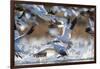 Snow Geese, Bosque Del Apache, New Mexico-Paul Souders-Framed Photographic Print