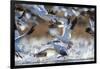 Snow Geese, Bosque Del Apache, New Mexico-Paul Souders-Framed Photographic Print