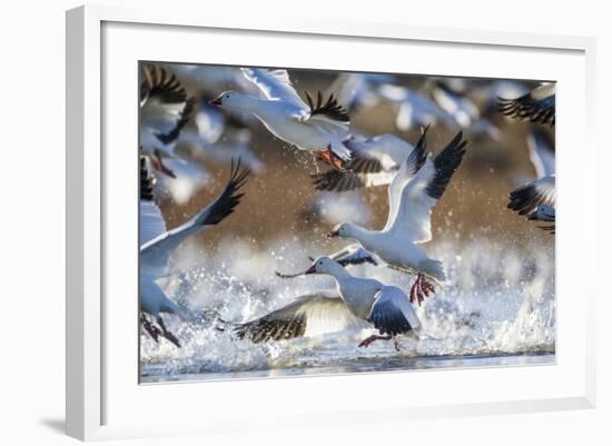 Snow Geese, Bosque Del Apache, New Mexico-Paul Souders-Framed Photographic Print