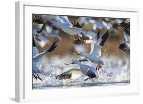 Snow Geese, Bosque Del Apache, New Mexico-Paul Souders-Framed Photographic Print