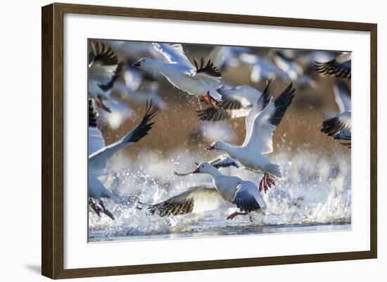 Snow Geese, Bosque Del Apache, New Mexico-Paul Souders-Framed Photographic Print