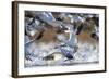 Snow Geese, Bosque Del Apache, New Mexico-Paul Souders-Framed Photographic Print