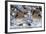 Snow Geese, Bosque Del Apache, New Mexico-Paul Souders-Framed Photographic Print