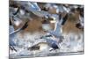 Snow Geese, Bosque Del Apache, New Mexico-Paul Souders-Mounted Photographic Print