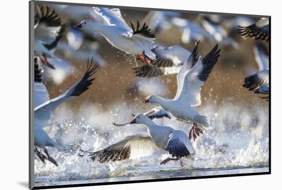 Snow Geese, Bosque Del Apache, New Mexico-Paul Souders-Mounted Photographic Print