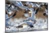 Snow Geese, Bosque Del Apache, New Mexico-Paul Souders-Mounted Photographic Print