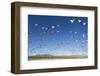 Snow Geese, Bosque Del Apache, New Mexico-Paul Souders-Framed Photographic Print