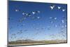 Snow Geese, Bosque Del Apache, New Mexico-Paul Souders-Mounted Photographic Print