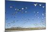 Snow Geese, Bosque Del Apache, New Mexico-Paul Souders-Mounted Photographic Print