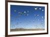 Snow Geese, Bosque Del Apache, New Mexico-Paul Souders-Framed Photographic Print