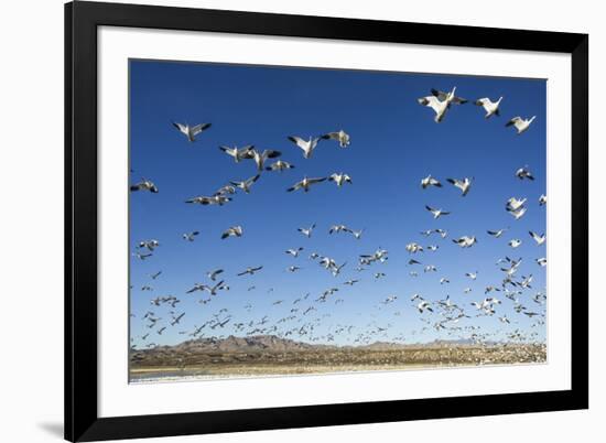 Snow Geese, Bosque Del Apache, New Mexico-Paul Souders-Framed Photographic Print