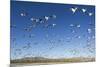 Snow Geese, Bosque Del Apache, New Mexico-Paul Souders-Mounted Photographic Print