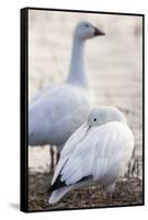 Snow geese, Chen Caerulescens, Bosque del Apache NWR, New Mexico-Maresa Pryor-Framed Stretched Canvas