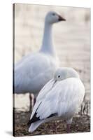 Snow geese, Chen Caerulescens, Bosque del Apache NWR, New Mexico-Maresa Pryor-Stretched Canvas