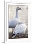 Snow geese, Chen Caerulescens, Bosque del Apache NWR, New Mexico-Maresa Pryor-Framed Photographic Print