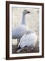 Snow geese, Chen Caerulescens, Bosque del Apache NWR, New Mexico-Maresa Pryor-Framed Photographic Print