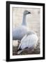 Snow geese, Chen Caerulescens, Bosque del Apache NWR, New Mexico-Maresa Pryor-Framed Photographic Print